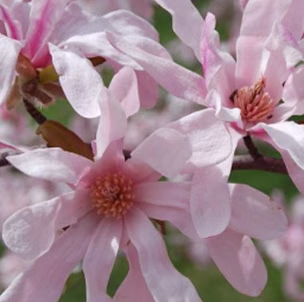 Magnolia Loebneri 'Leonard Messel'