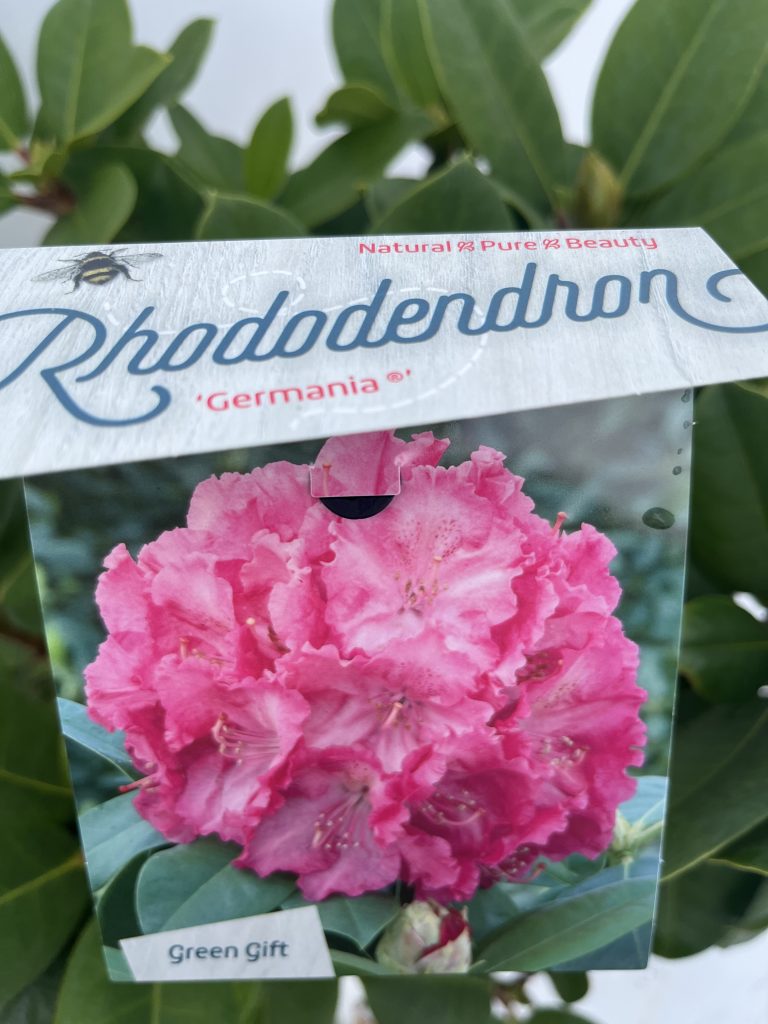 Rhododendron 'Germania'