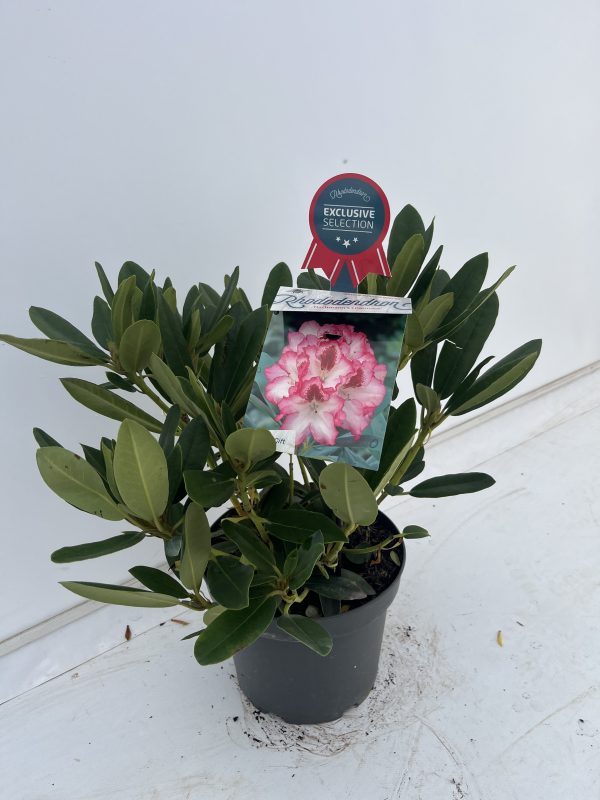 Rhododendron 'Hachmann's Charmant' - Image 2