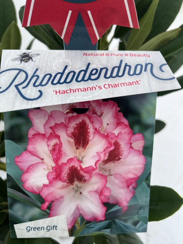 Rhododendron 'Hachmann's Charmant'