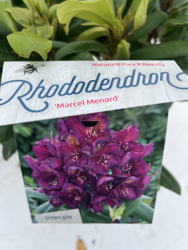 Rhododendron 'Marcel Menard'