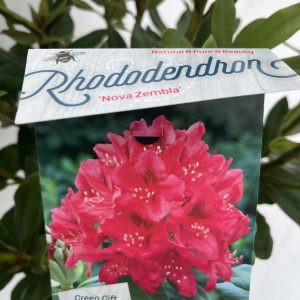 Rhododendron 'Nova Zembla'