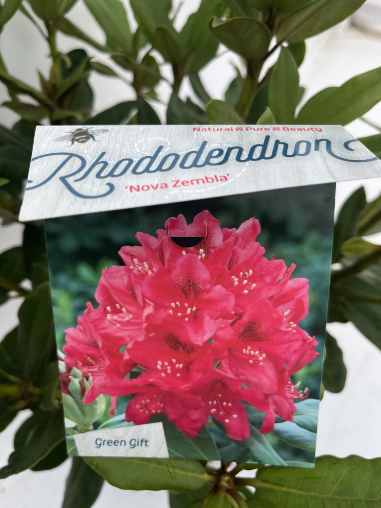 Rhododendron 'Nova Zembla'