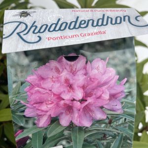 Rhododendron Ponticum
