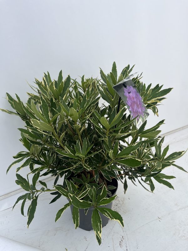 Rhododendron Ponticum 'Variegatum'  Farlow Farm Nursery