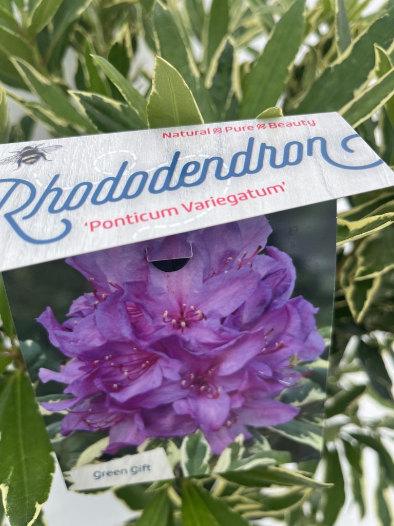 Rhododendron 'Ponticum Variegatum'
