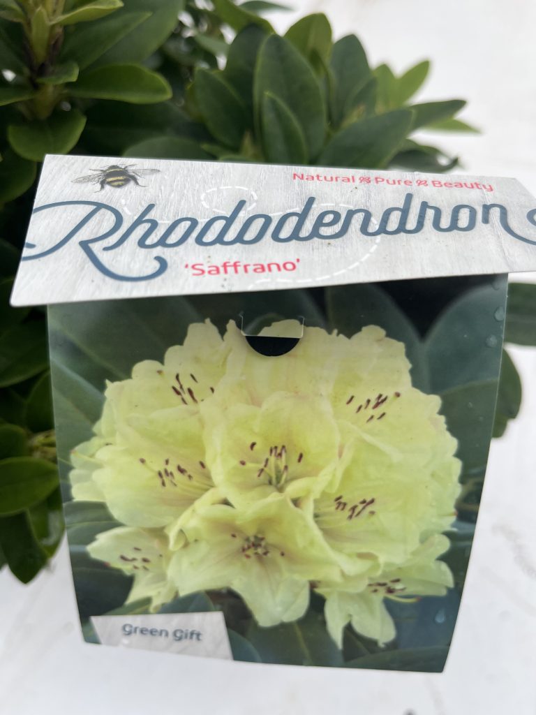 Rhododendron 'Saffrano'