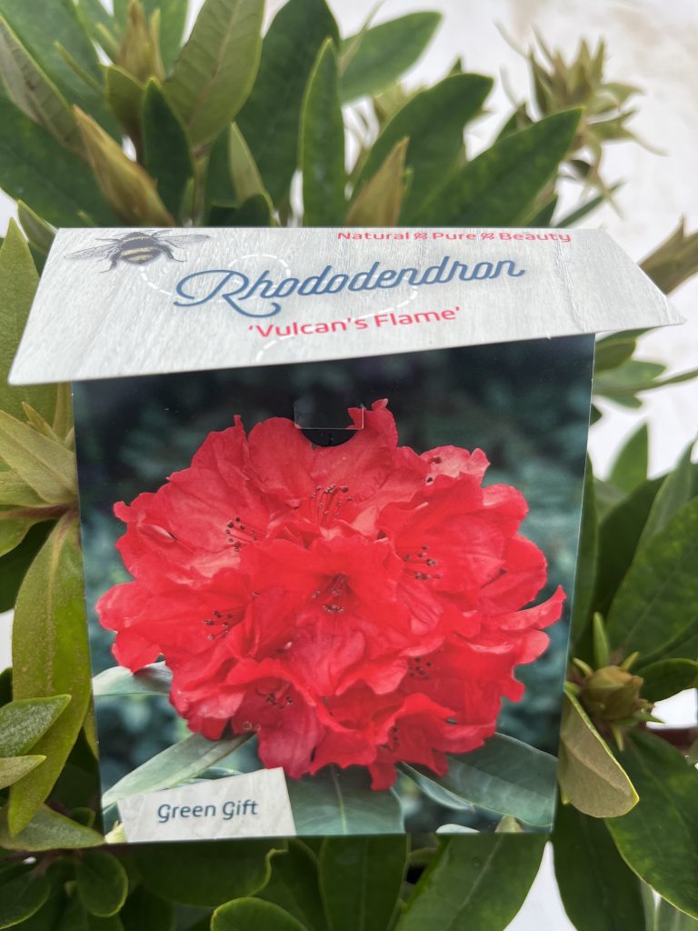 Rhododendron 'Vulcan Flame'