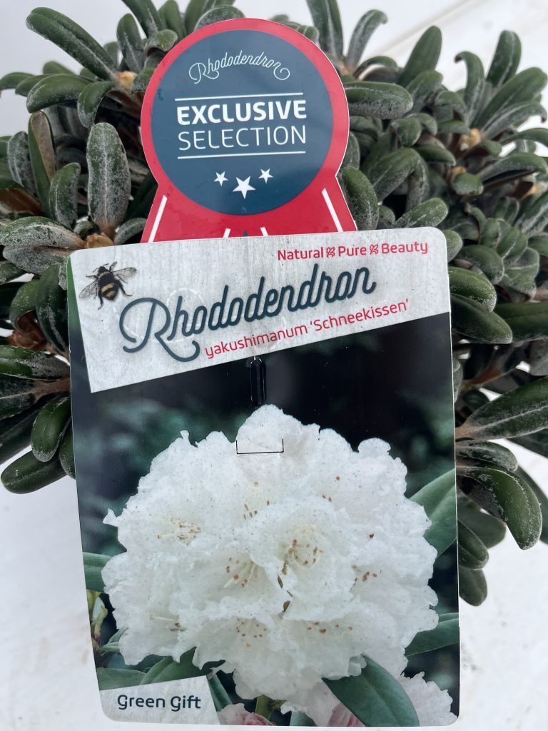 Rhododendron Yakushimanum 'Schneekissen'