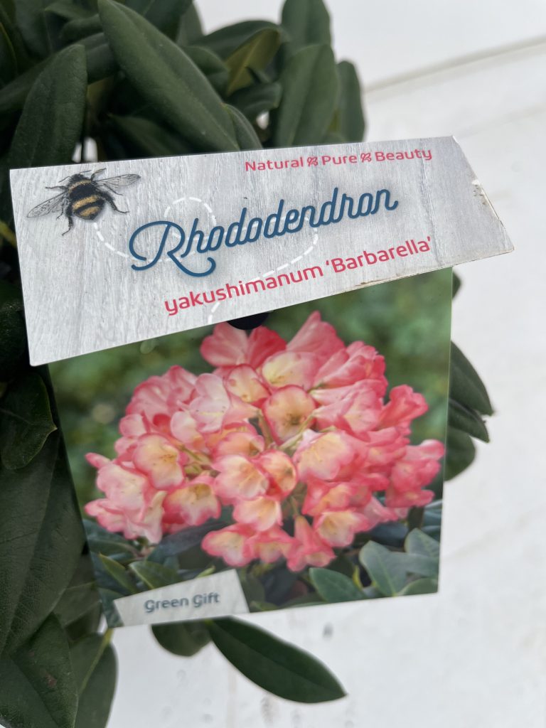 Rhododendron Yakushimanum 'Barbarella'