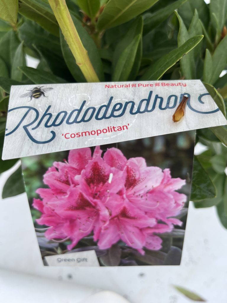 Rhododendron 'Cosmopolitan'