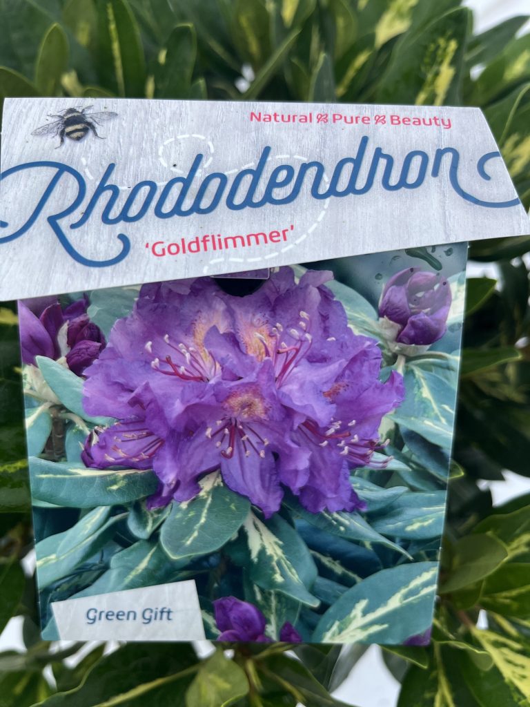 Rhododendron 'Gold Flimmer'