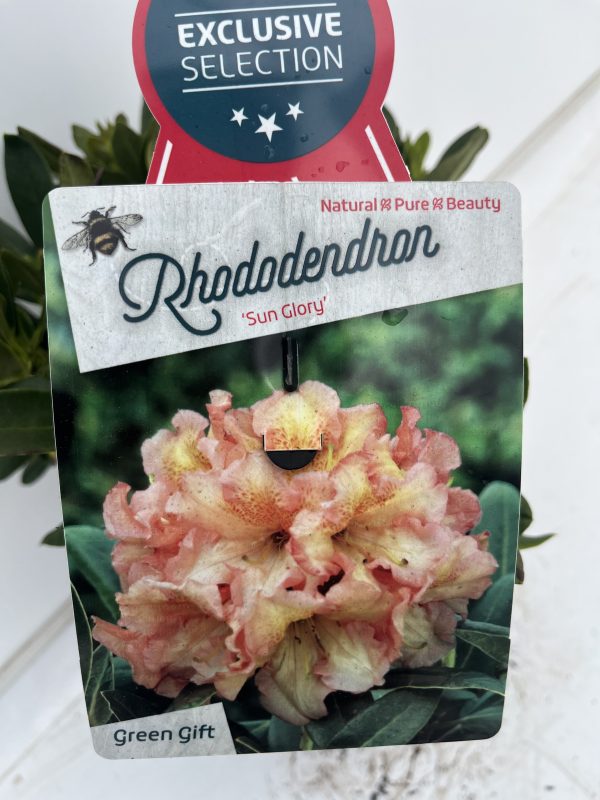 Rhododendron ‘Sun Glory’ – Farlow Farm Nursery