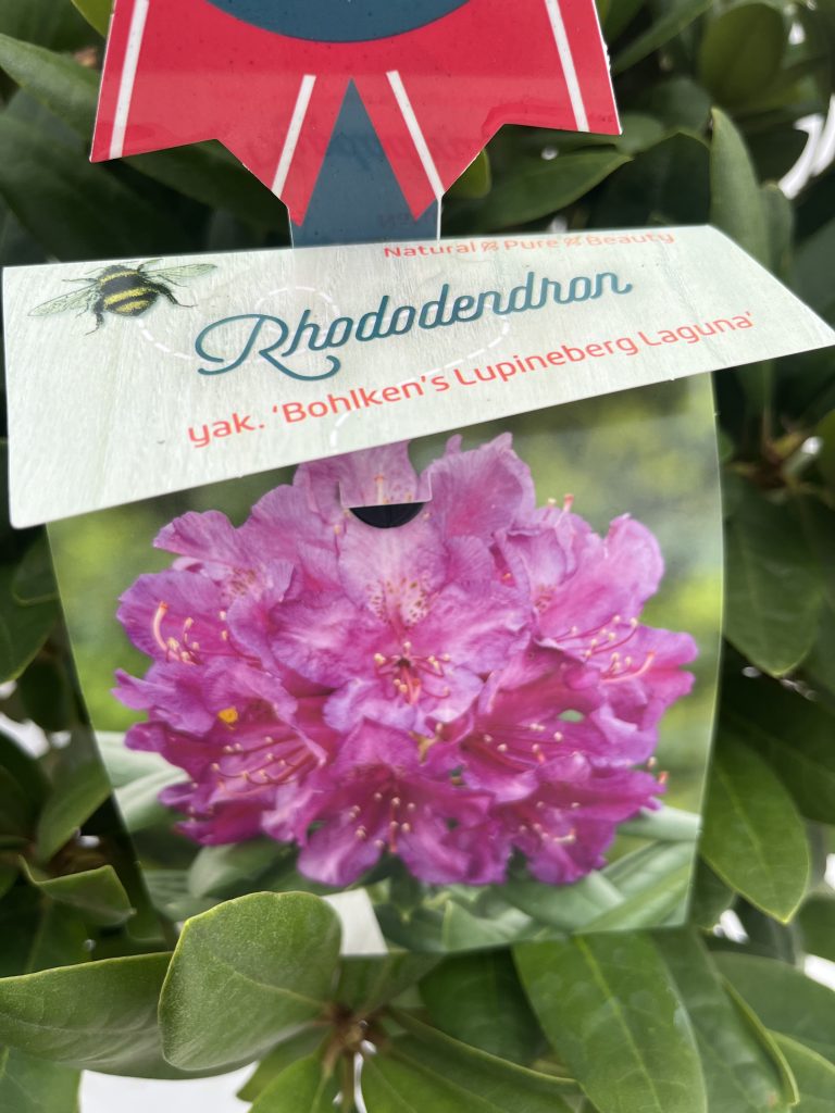 Rhododendron Yakushimanum 'Bohlkena Lupinenberg Laguna'
