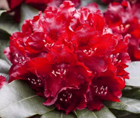 Rhododendron 'Cherry Kiss'