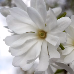 Magnolia Stellata 'Royal Star' (Star Magnolia)