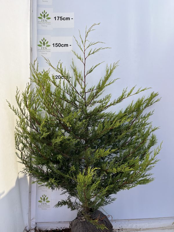 Cupressocyparis Ley. 'Castlewellan' (Golden Leylandii) - Image 6