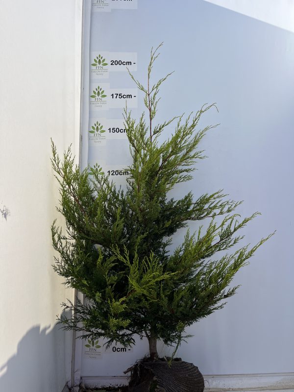 Cupressocyparis Ley. 'Castlewellan' (Golden Leylandii) - Image 7