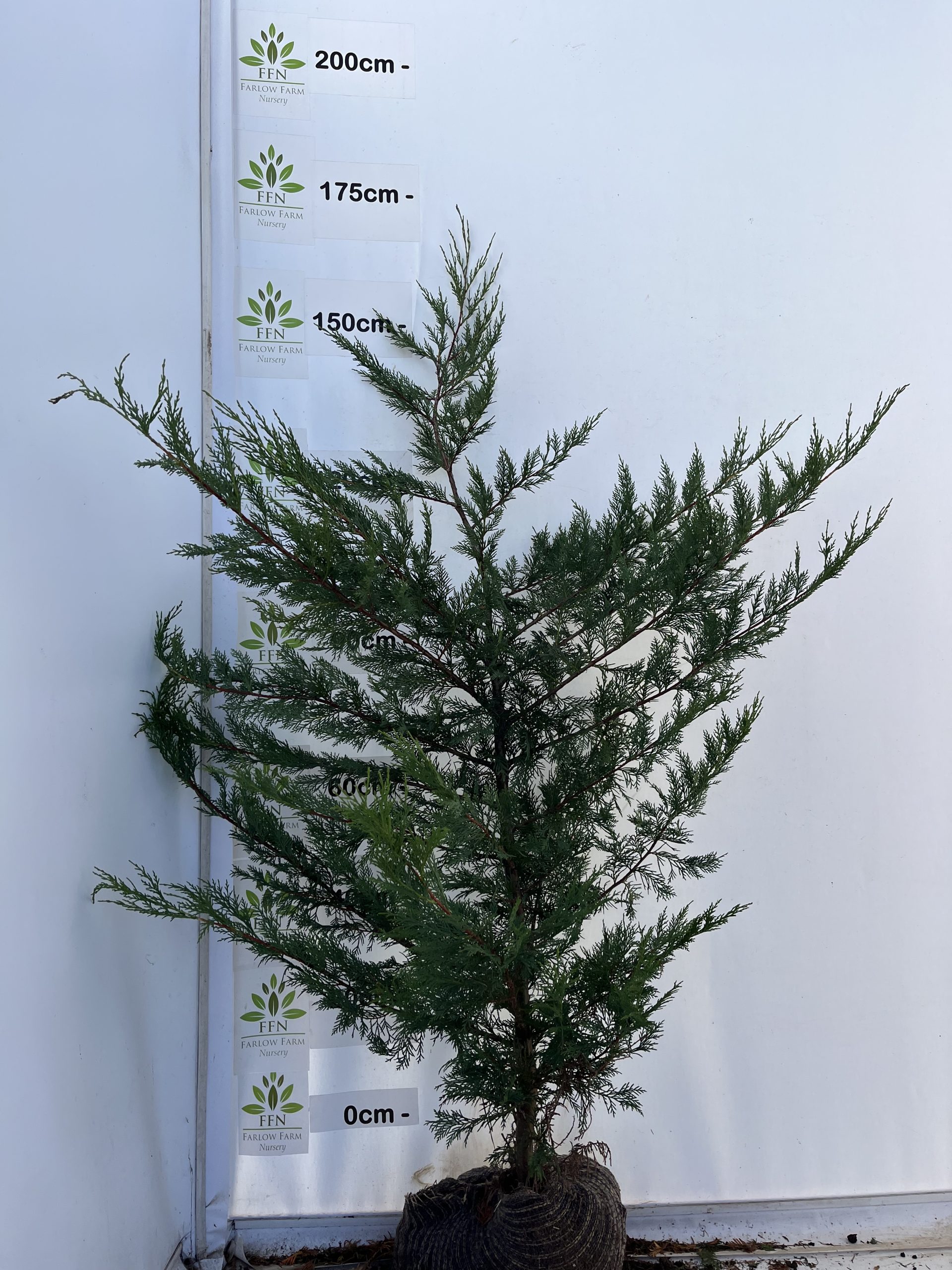 Cupressocyparis Leylandii (Green Leylandii) - Image 6