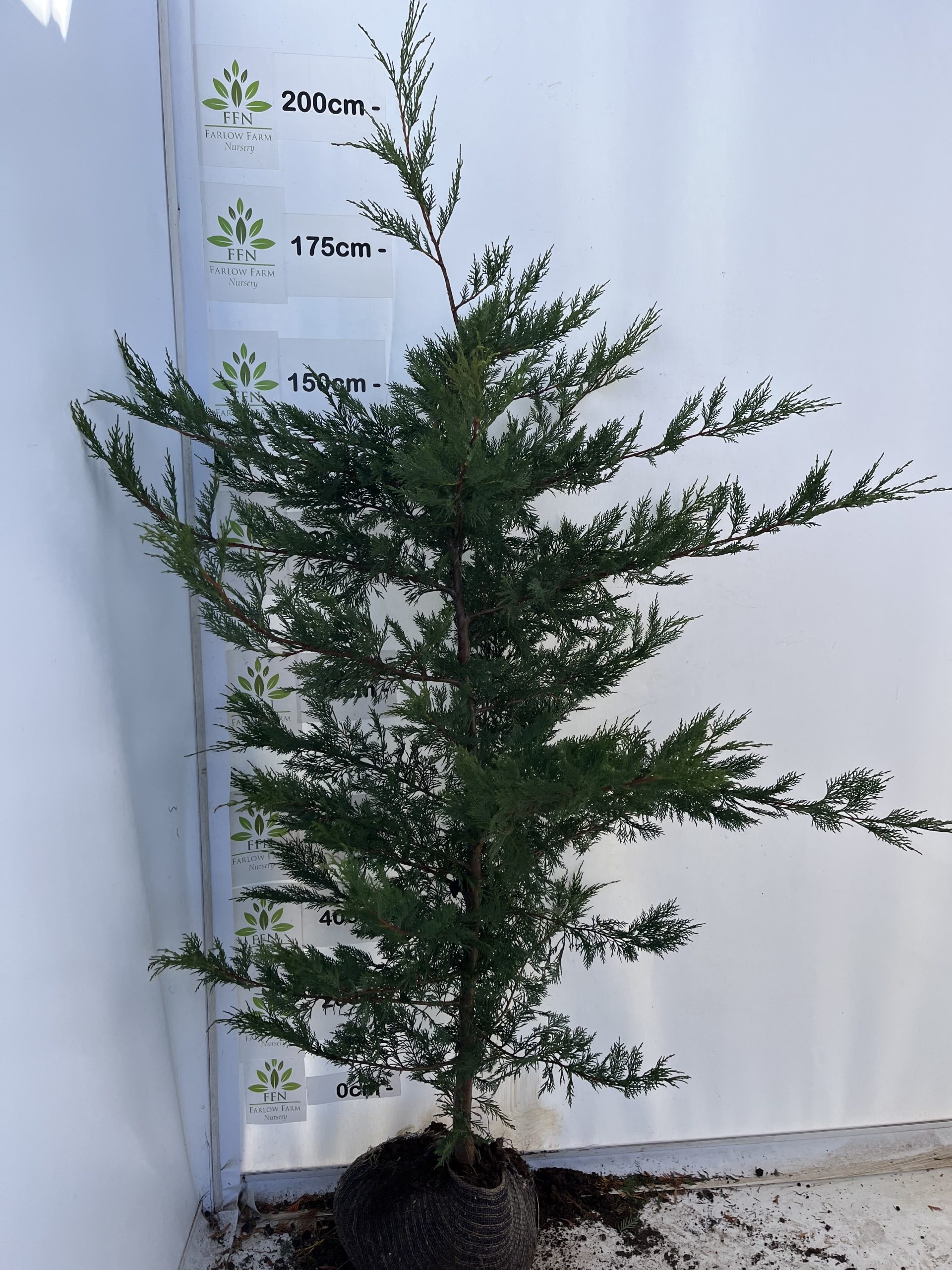 Cupressocyparis Leylandii (Green Leylandii) - Image 7