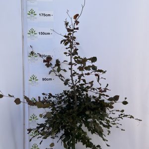 Fagus Sylvatica Purpurea (Copper/Red Beech)