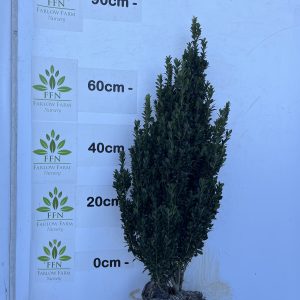 Ilex Crenata 'Caroline Upright'