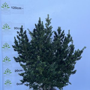 Ilex Crenata 'Convexa'