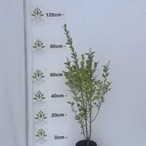 90-120cms 3L