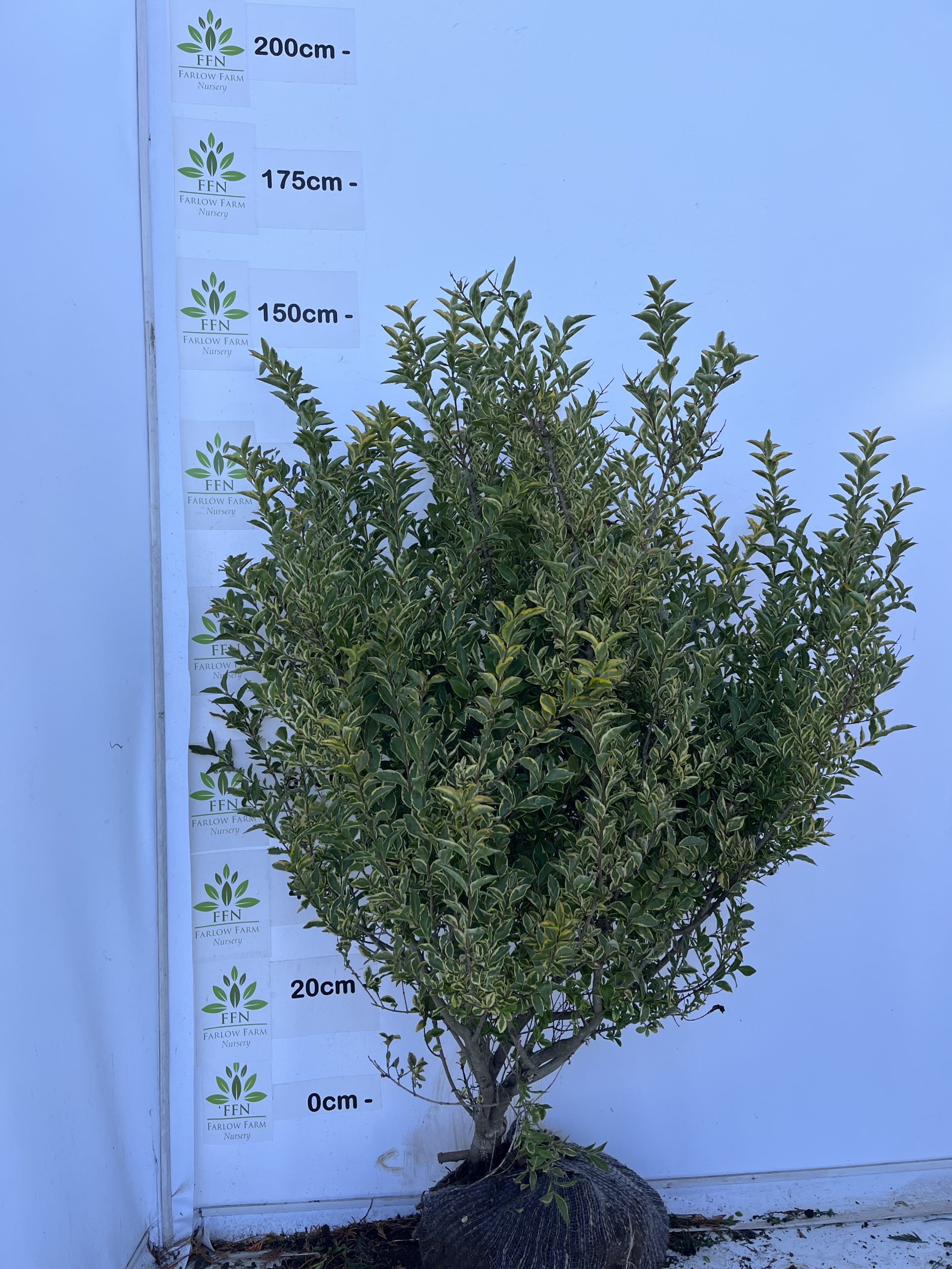 Ligustrum Ovalifolium 'Aureum' (Variegated Privet) - Image 4