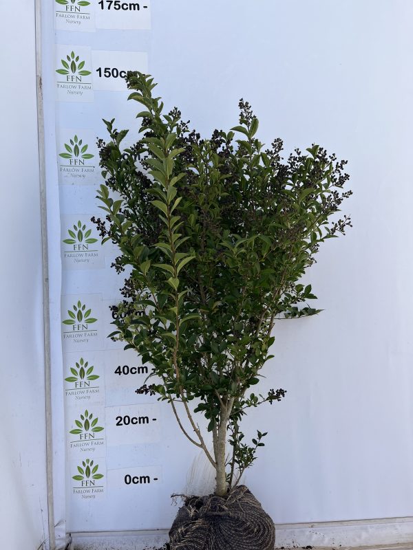Ligustrum Ovalifolium (Privet) - Image 6