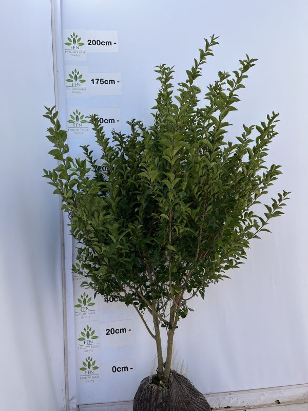 Ligustrum Ovalifolium (Privet) - Image 5