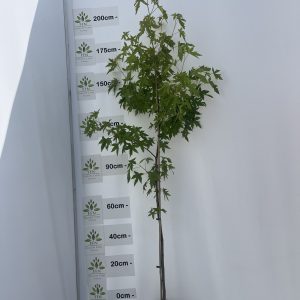 Liquidambar styraciflua (Sweet gum)