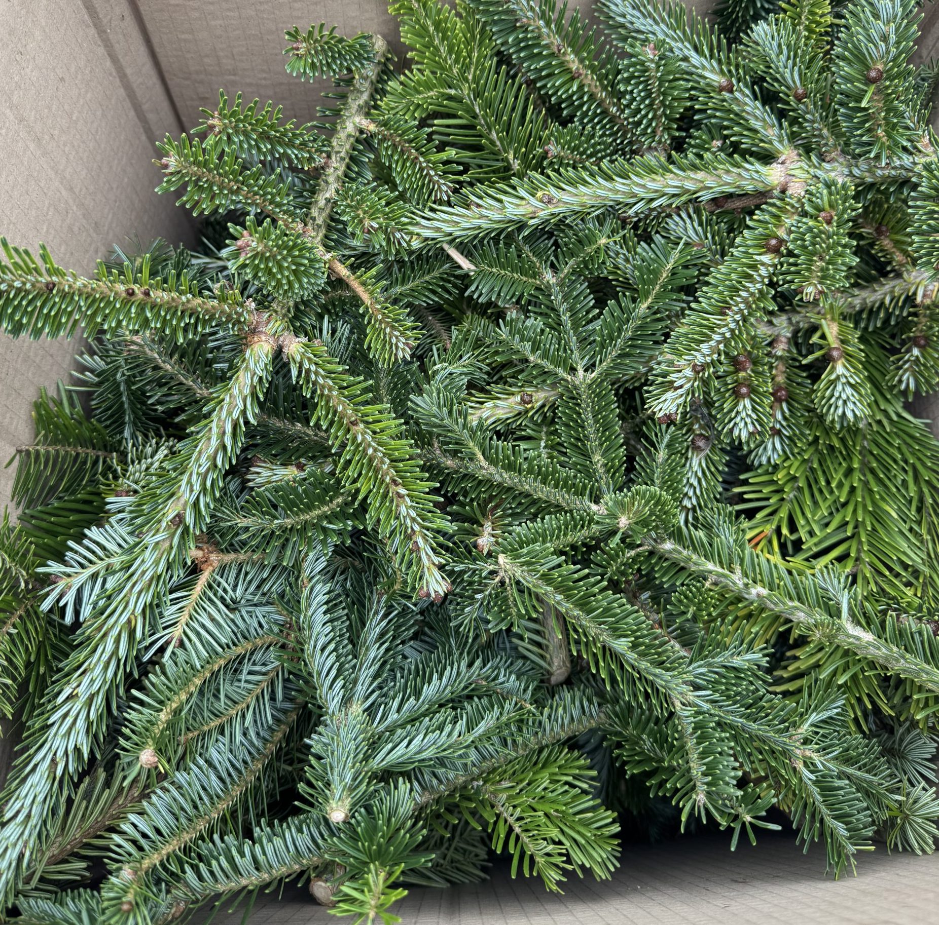 Foliage Box