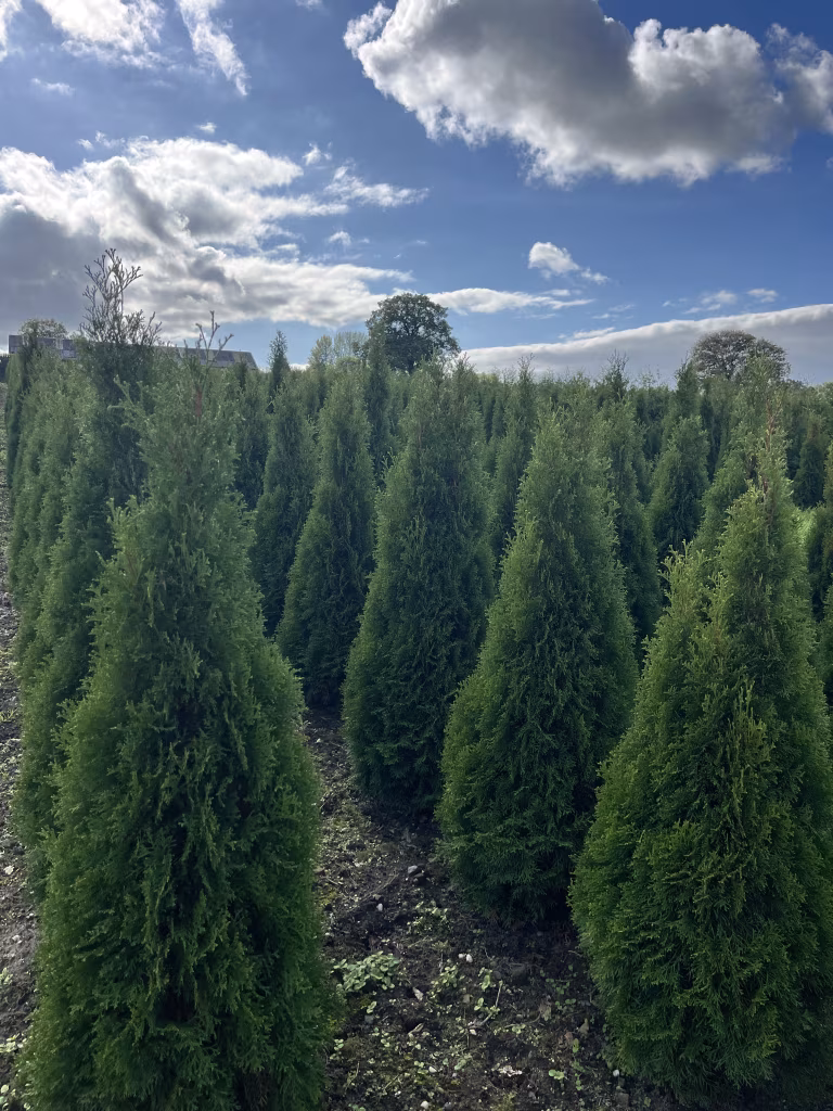 Thuja Occidentalis 'Smaragd' (Emerald Cedar)