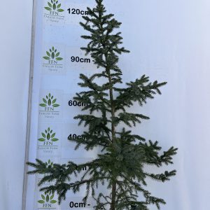 Picea Omorika (Serbian Spruce)