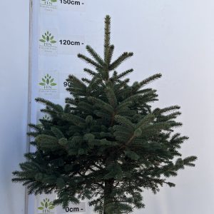Picea Pungens Glauca (Blue spruce)