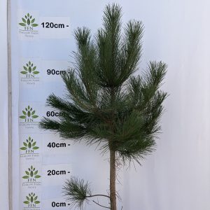 Pinus Nigra Austriaca (Austrian Pine)
