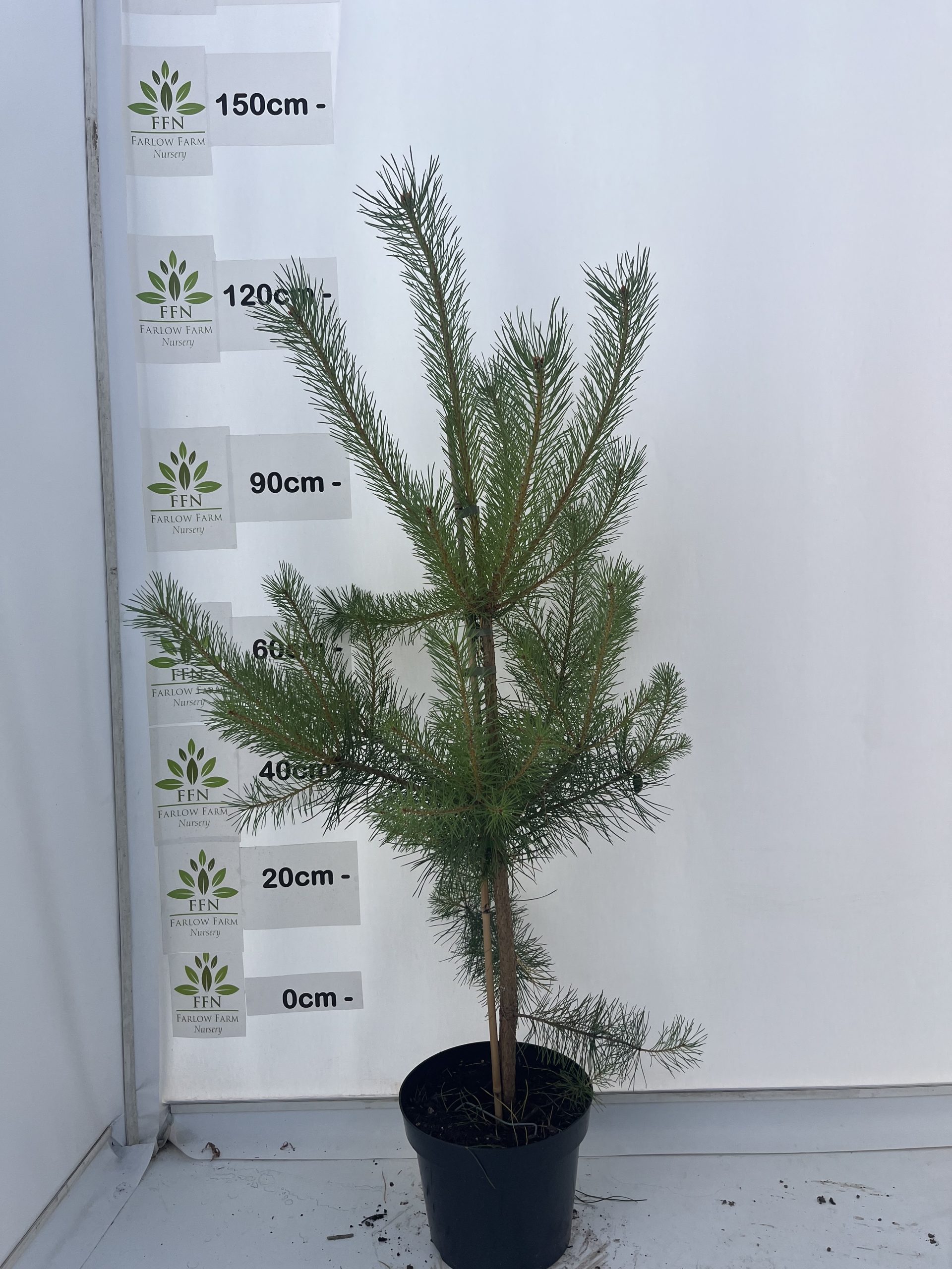 Pinus Sylvestris - Image 4