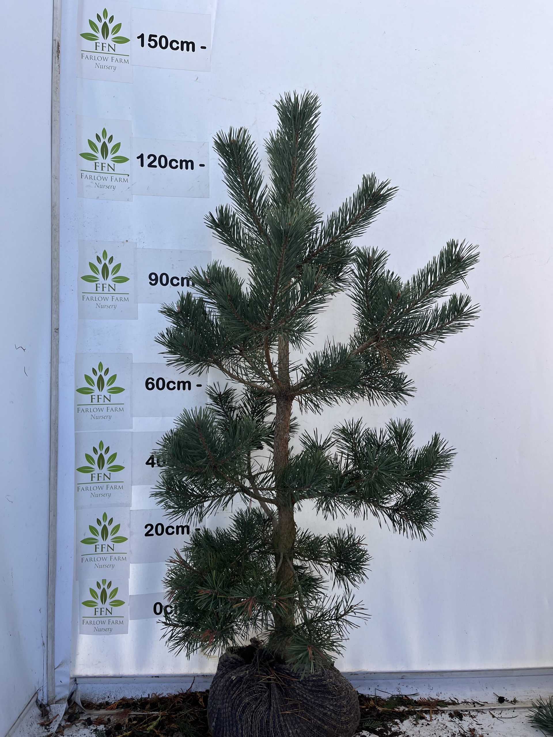 Pinus Sylvestris - Image 5