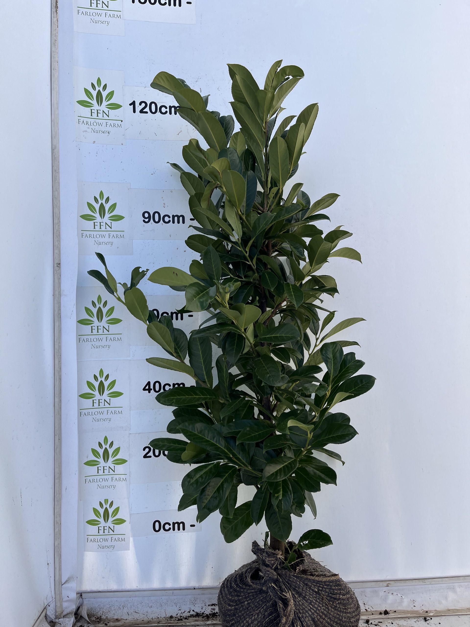 Prunus laurocerasus 'Rotundifolia' (Cherry Laurel) - Image 10