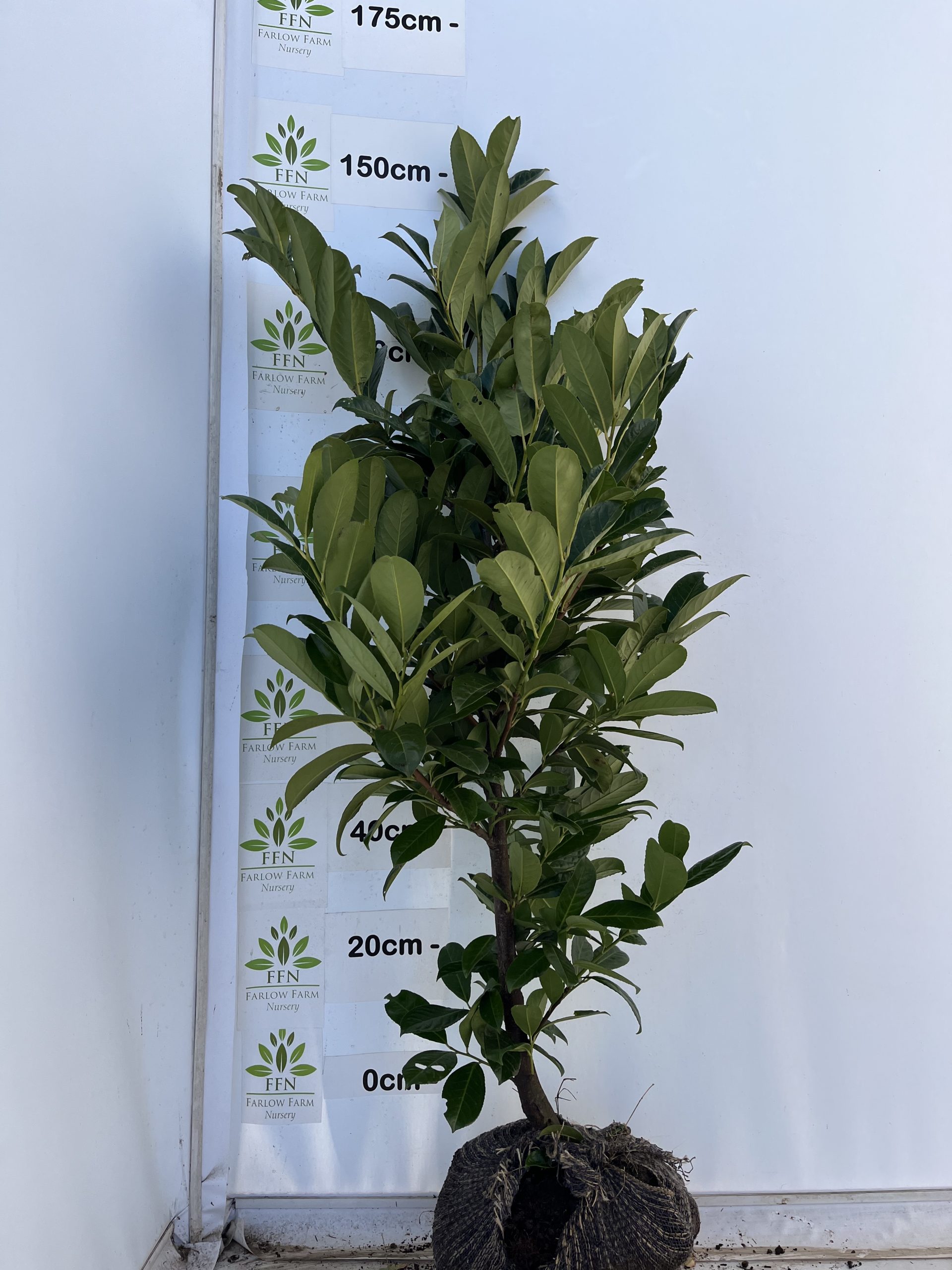 Prunus laurocerasus 'Rotundifolia' (Cherry Laurel) - Image 11