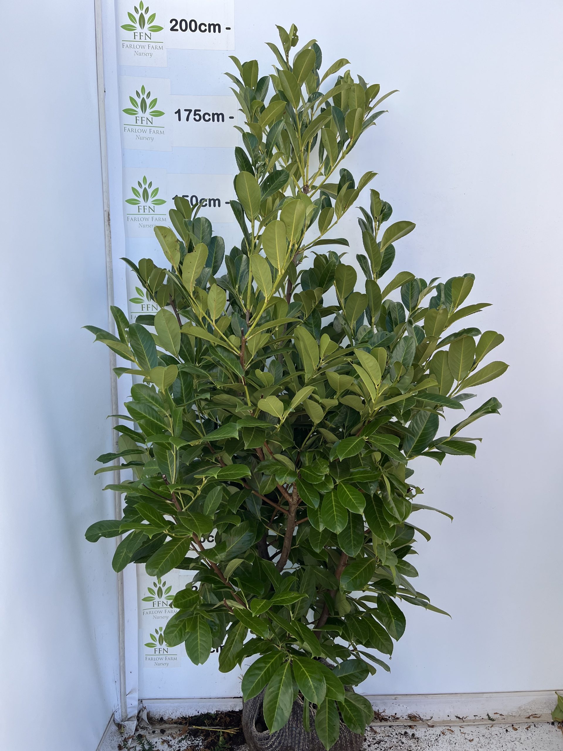 Prunus laurocerasus 'Rotundifolia' (Cherry Laurel) - Image 12