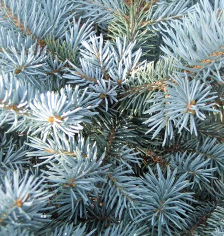 Picea Pungens Glauca (Blue spruce)