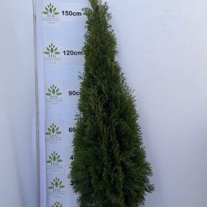 Thuja Occidentalis 'Smaragd'