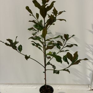 Magnolia Grandiflora 'Bracken's Brown Beauty'