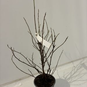 Magnolia Stellata x Lili 'Susan'