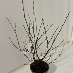 Magnolia Stellata 'Waterlily'