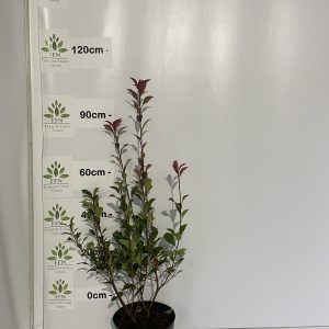 Photinia x Fraseri 'Carre Rouge'