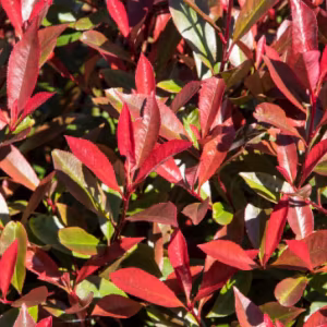 Photinia x Fraseri 'Carre Rouge'