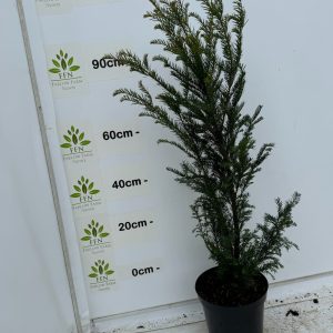 90-120cms 10L